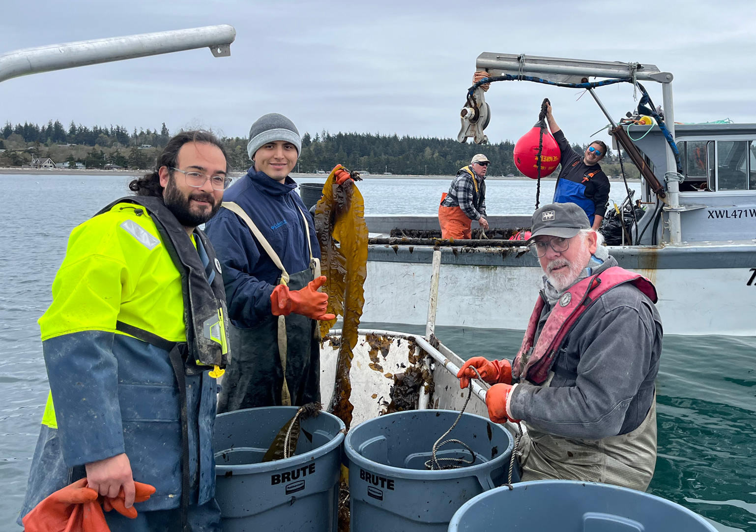 Harvesting Seaweed in Legoe Bay, Lummi Island, WA